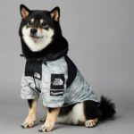 Dog Noodles New Dog Large Dog Dog Pet Shell Jacket