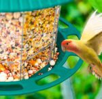 Outdoor Garden Hanging Transparent Bird Feeder