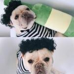 Creative Pet Simple Funny Wig Headgear