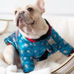 Dog jacket clothes
