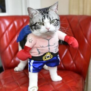 Boxer Cat Costume