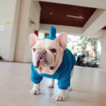 Pet Apparel Fleece Solid Color Hoodie