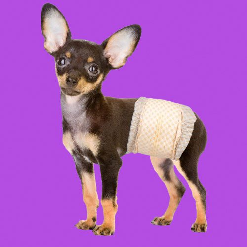 dog training pods and diapers