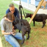 Calf Large Dog Sling Suitable For Weighing Small Animals Livestock Sling Weighing Bag Pet Weighing Bag