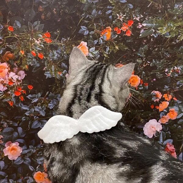 New Cat Specific Pet White Collar Angel Wing Accessories Outdoor Dog Neck Rings Butterfly Tie Supplies Pet Decoration Supplies